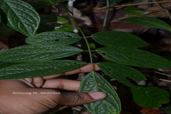 Kunstleria keralensis